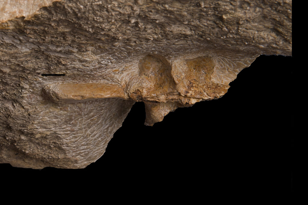 Saurosphargis sp., dorsal vertebra. Dorsal view. Middle Triassic, Anisian. Upper Silesia, Poland. Photo: B. Rodek
