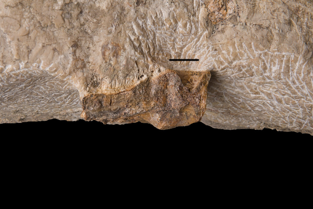 Saurosphargis sp., dorsal vertebra. Left lateral cross-section. Middle Triassic, Anisian. Upper Silesia, Poland. Photo: B. Rodek