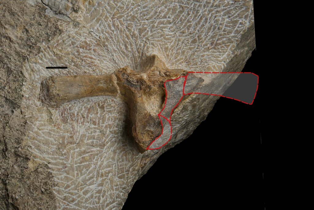 Saurosphargis sp. Illustrative reconstruction of the dorsal vertebra . Anterior view. Middle Triassic, Anisian. Upper Silesia, Poland. Photo: B. Rodek