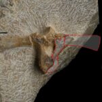 Placodus sp., dorsal vertebra, Lower Muschelkalk, Anisian. Upper Silesia, Poland. Photo and drawing B. Rodek