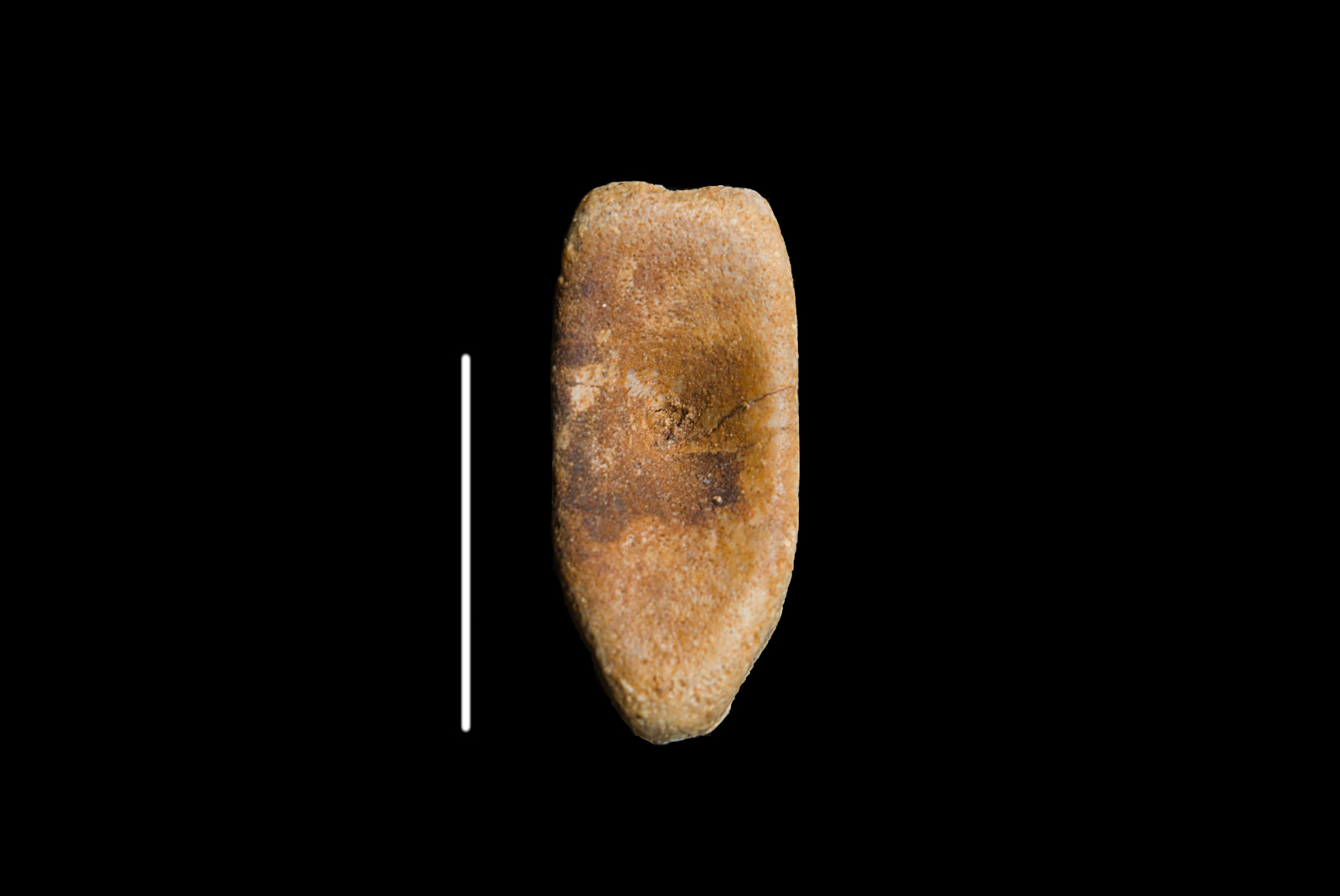 Ichthyosauria indet. (cf. Mixosauridae), distal caudal vertebra centrum, 42/LMK