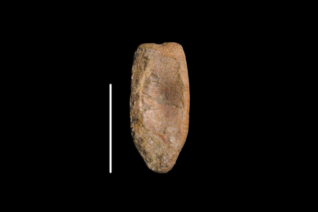 Ichthyosauria indet. (cf. Mixosaurus), distal caudal vertebra centrum, Middle Triassic, Anisian, Upper Silesia, Poland. Photo B. Rodek