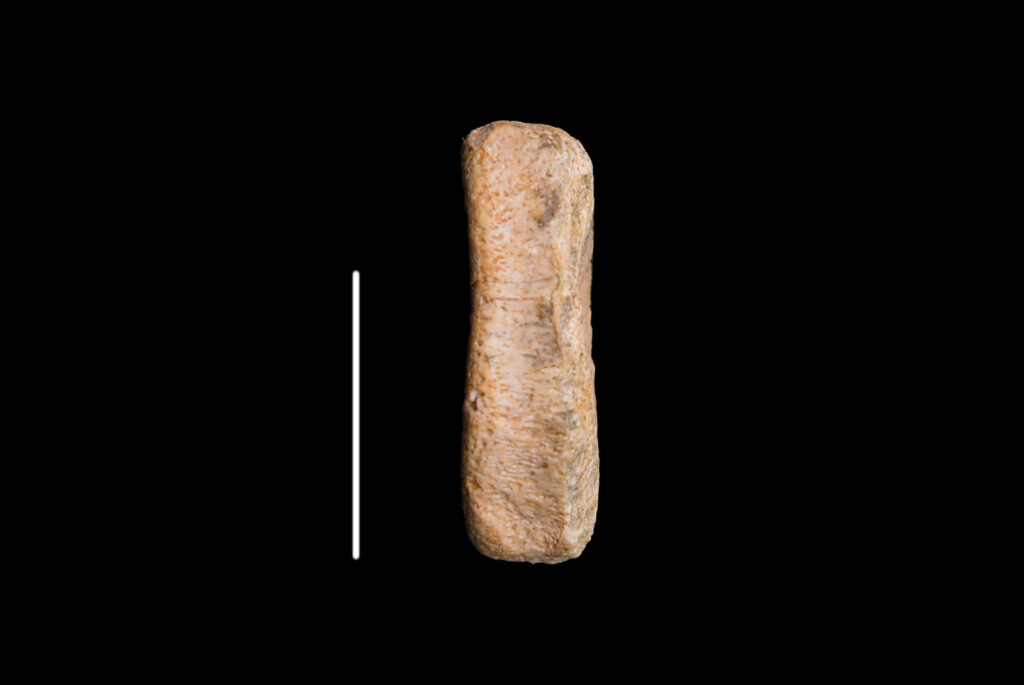 Ichthyosauria indet. (cf. Mixosaurus), distal caudal vertebra centrum, Lateral view. Middle Triassic, Anisian, Upper Silesia, Poland. Photo B. Rodek