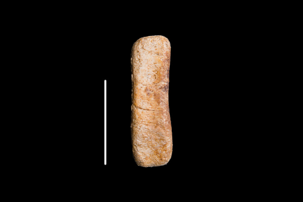 Ichthyosauria indet. (cf. Mixosaurus), distal caudal vertebra centrum, Lateral view. Middle Triassic, Anisian, Upper Silesia, Poland. Photo B. Rodek