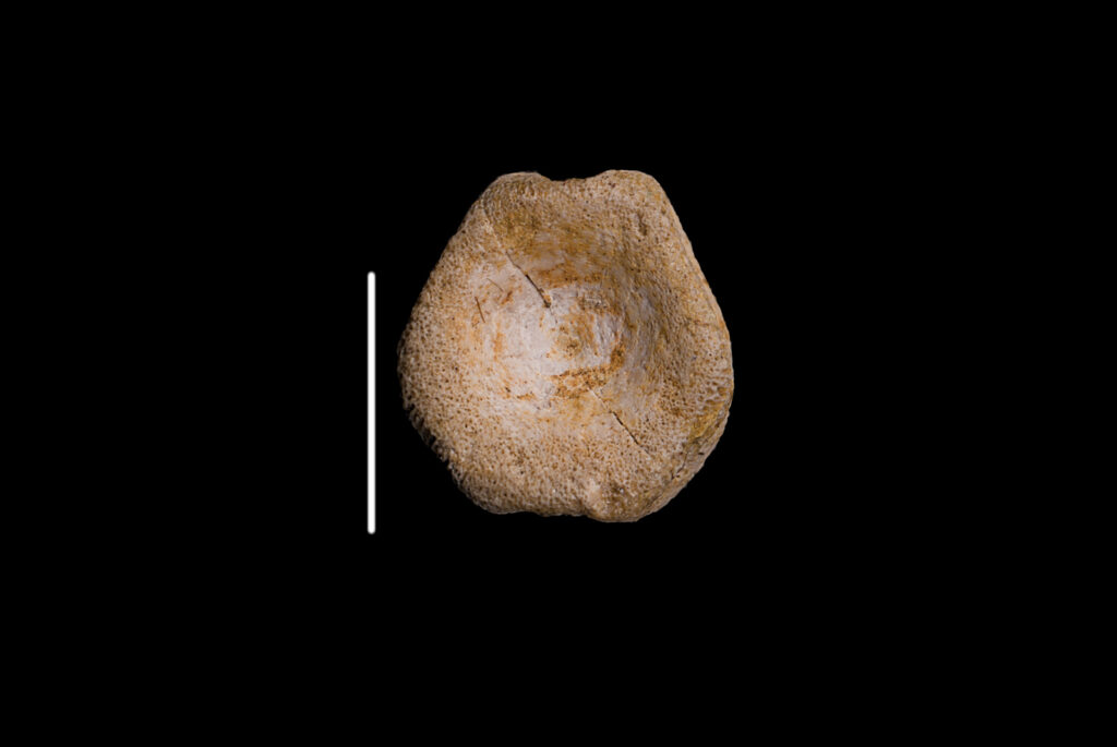 Ichthyosauria indet. (cf. Mixosauridae) caudal vertebra centrum. Anterior/posterior view. Photo: B. Rodek