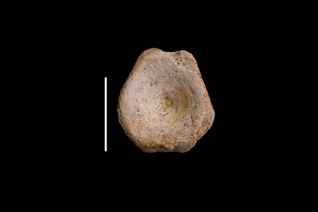 Ichthyosauria indet. (cf. Mixosauridae) caudal vertebra centrum. Anterior/posterior view. Photo: B. Rodek