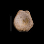 Ichtyyosauria indet. (cf. Mixosauridae) caudal vertebra centrum. Middle Triassic, Anisian (Gogolin Beds), Upper Silesia, Poland