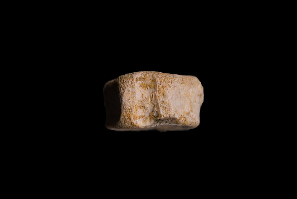 Ichthyosauria indet. (cf. Mixosauridae) caudal vertebra centrum. Dorsal view. Photo: B. Rodek