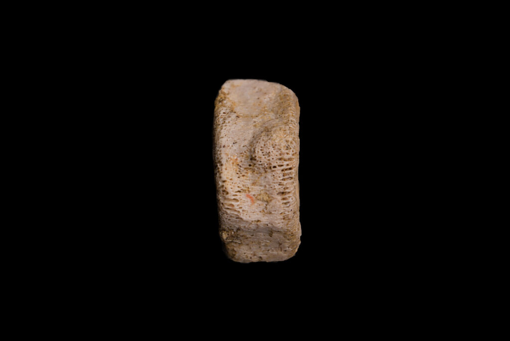 Ichthyosauria indet. (cf. Mixosauridae) caudal vertebra centrum. lateral view. Photo: B. Rodek