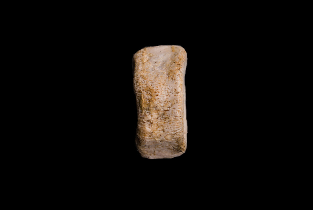 Ichthyosauria indet. (cf. Mixosauridae) caudal vertebra centrum. lateral view. Photo: B. Rodek
