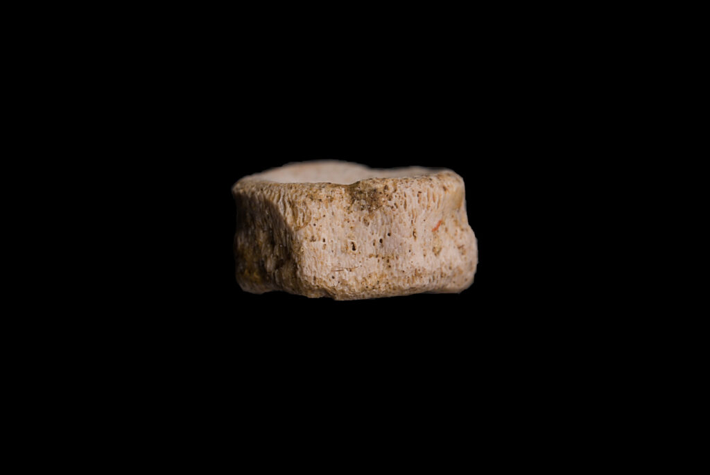 Ichthyosauria indet. (cf. Mixosaurus) caudal vertebra centrum. Ventral view. Photo: B. Rodek