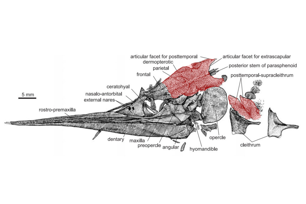 Line drawings of saurichthyid fish Sinosaurichthys minuta. Source Wu et al. (2011), Fig. 19 Corresponding elements are marked in red.