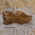 Actinopterygii indet, (cf. Saurichthys), dorsoposteral portion of the skull. Boundary of Upper Röt Lower Muschelkalk. Upper Siliesia, Poland. Photo B. Rodek