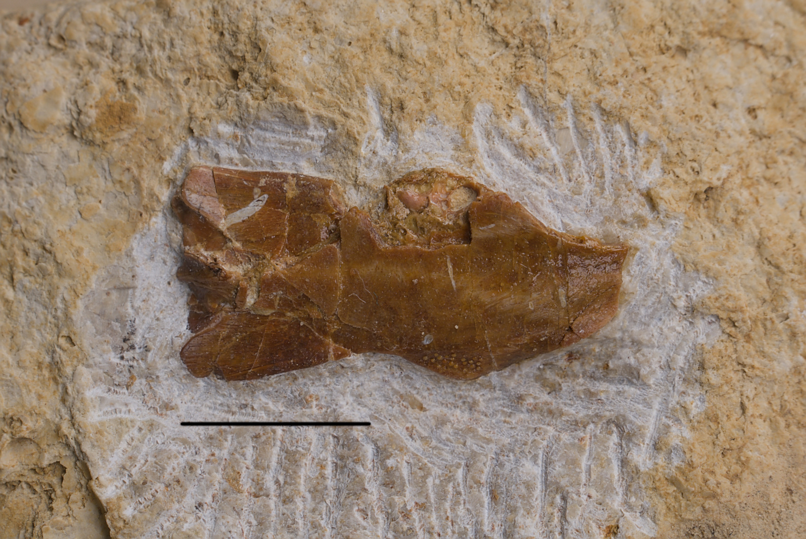 Actinopterygii indet. (cf. Saurichthys), partial cranium, 46/LMK