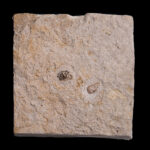 Bobasatrania scutata tooth plate fragment assoc. marine carnivore coprolite. Triassic of Upper Silesia. Photo B. Rodek