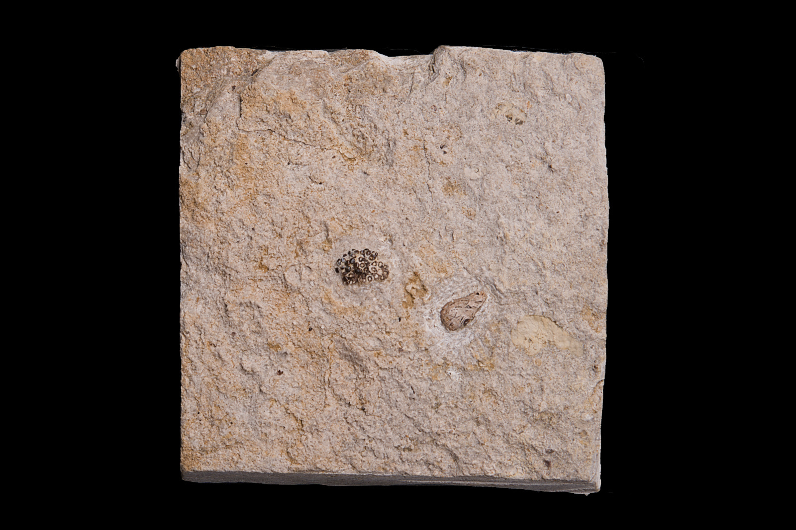 Bobasatrania scutata upper tooth plate fragment assoc. coprolite, 47/LMK 48/LMK