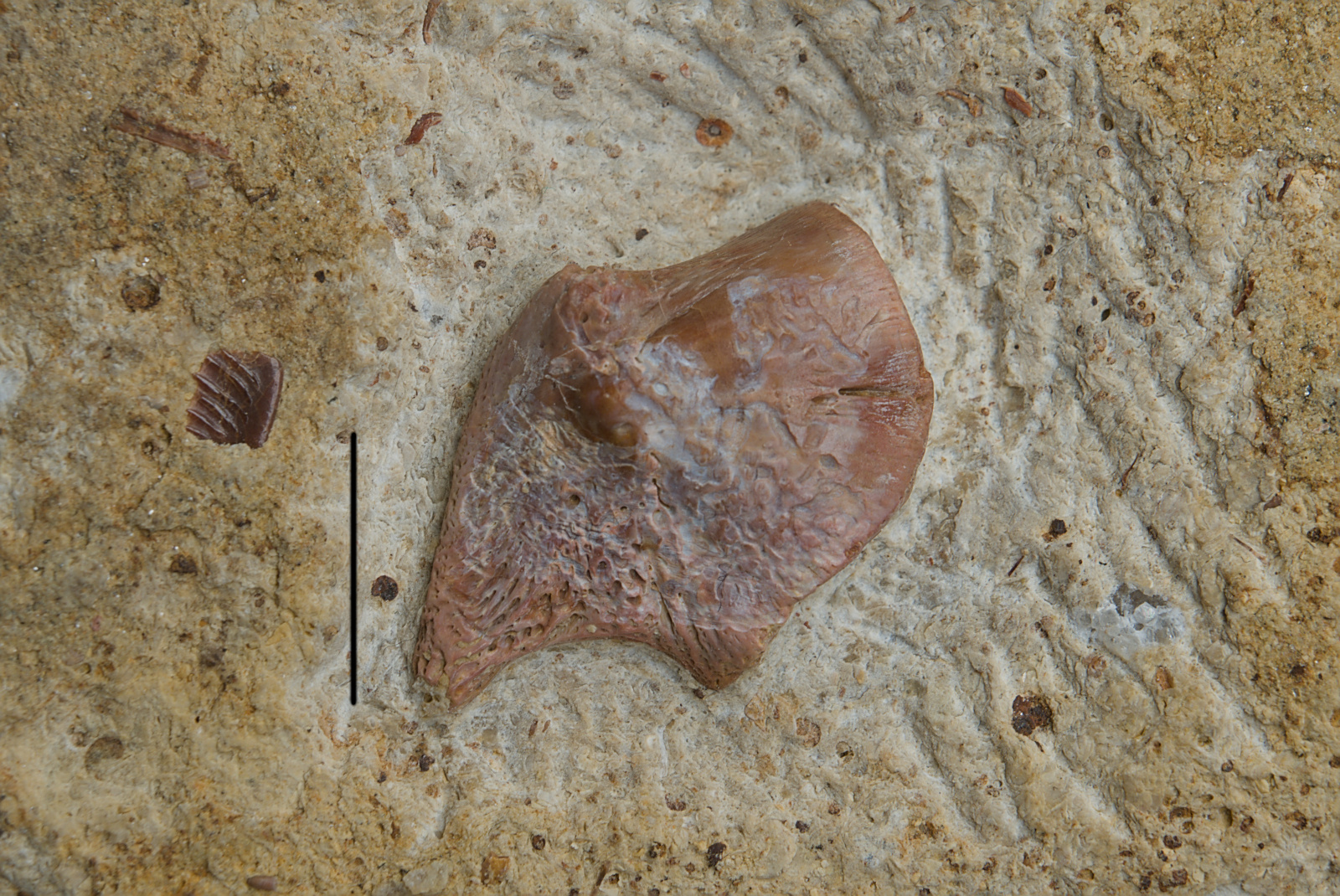 Eosauropterygia indet., ilium, 45/LMK