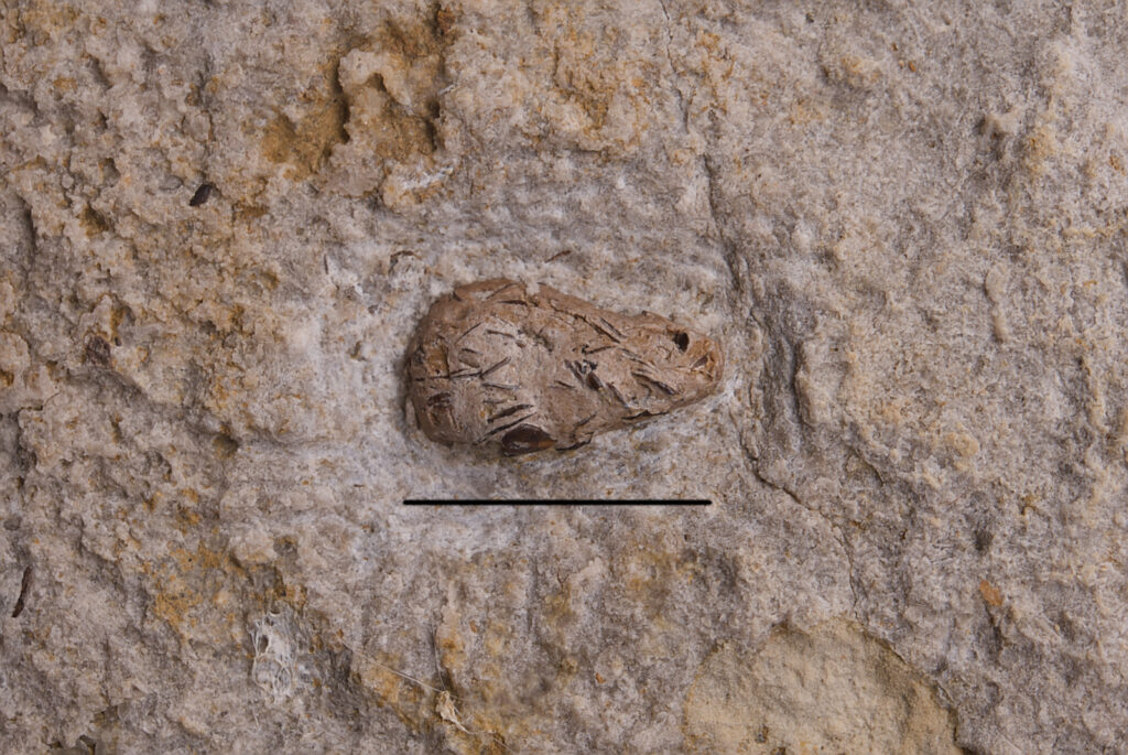 Marine preadtor coprolite. Triassic. Probably the boundary of Upper Röt and Lower Gogolin Beds. Upper Silesia. Poland. Photo: B.Rodek