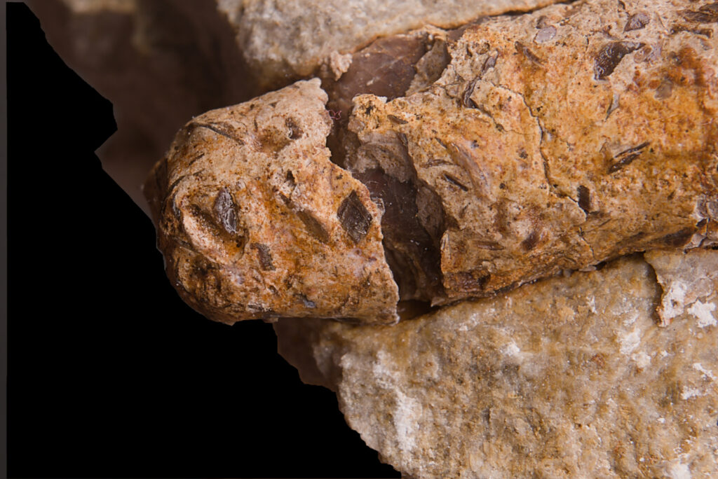 Marine carnivore coprolite with preserved fish remains. Photo: B. Rodek