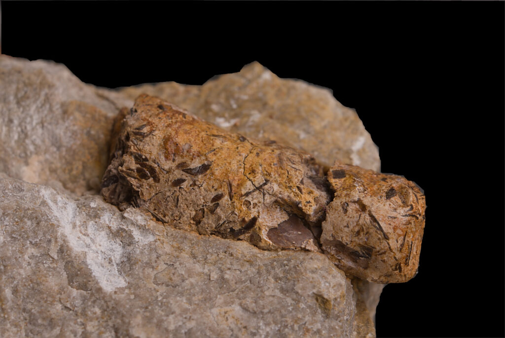 Marine carnivore coprolite with preserved fish remains. Photo: B. Rodek