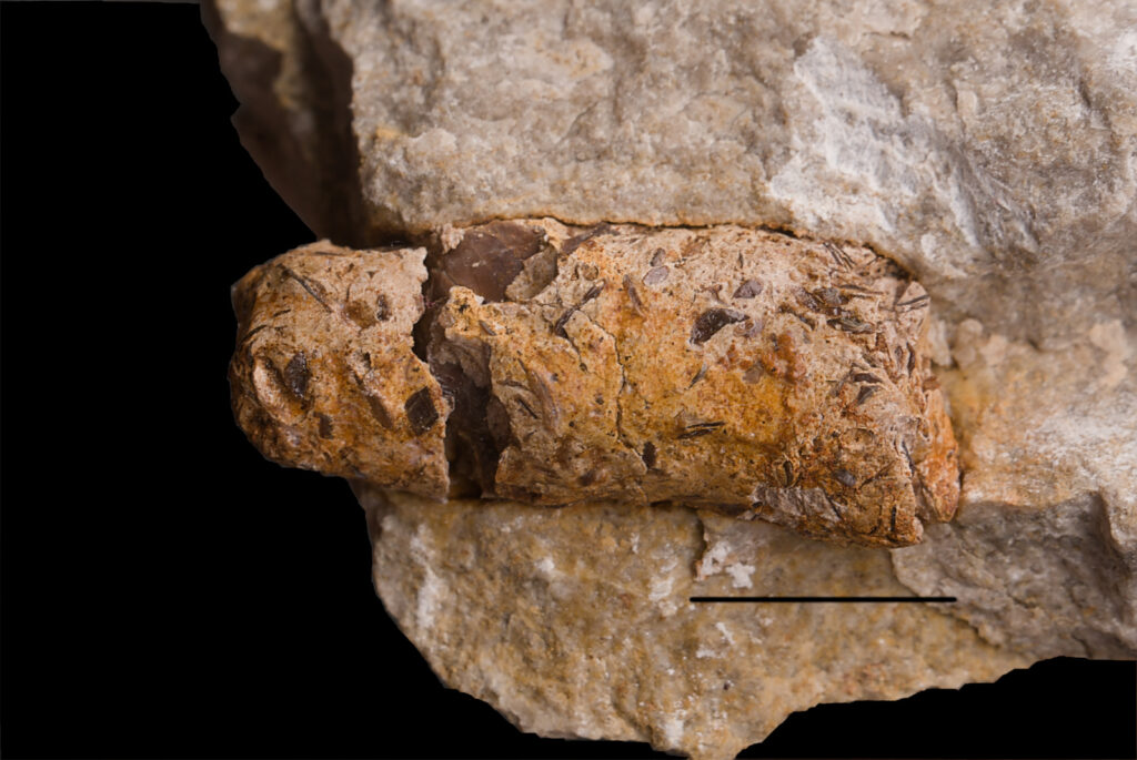 Marine carnivore coprolite with preserved fish remains. Photo: B. Rodek