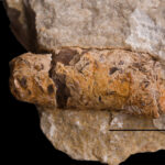 Marine carnivore coprolite with preserved fish remains. Photo: B. Rodek