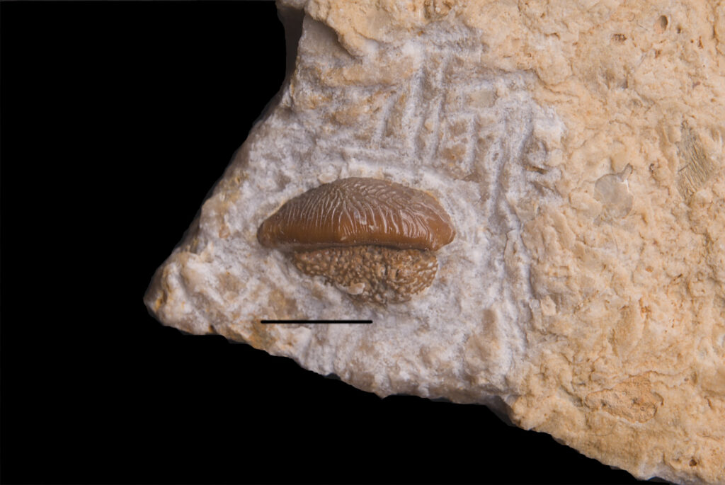 Acrodus cf. lateralis, tooth. Middle Triassic, Ladinian. Scale bar: 5 mm. Photo: B. Rodek
