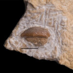 Acrodus cf. lateralis, tooth, 11/UMK, Upper Muschelkalk (Middle Triassic, Ladinian). Upper Silesia, Poland. Photo: B.Rodek
