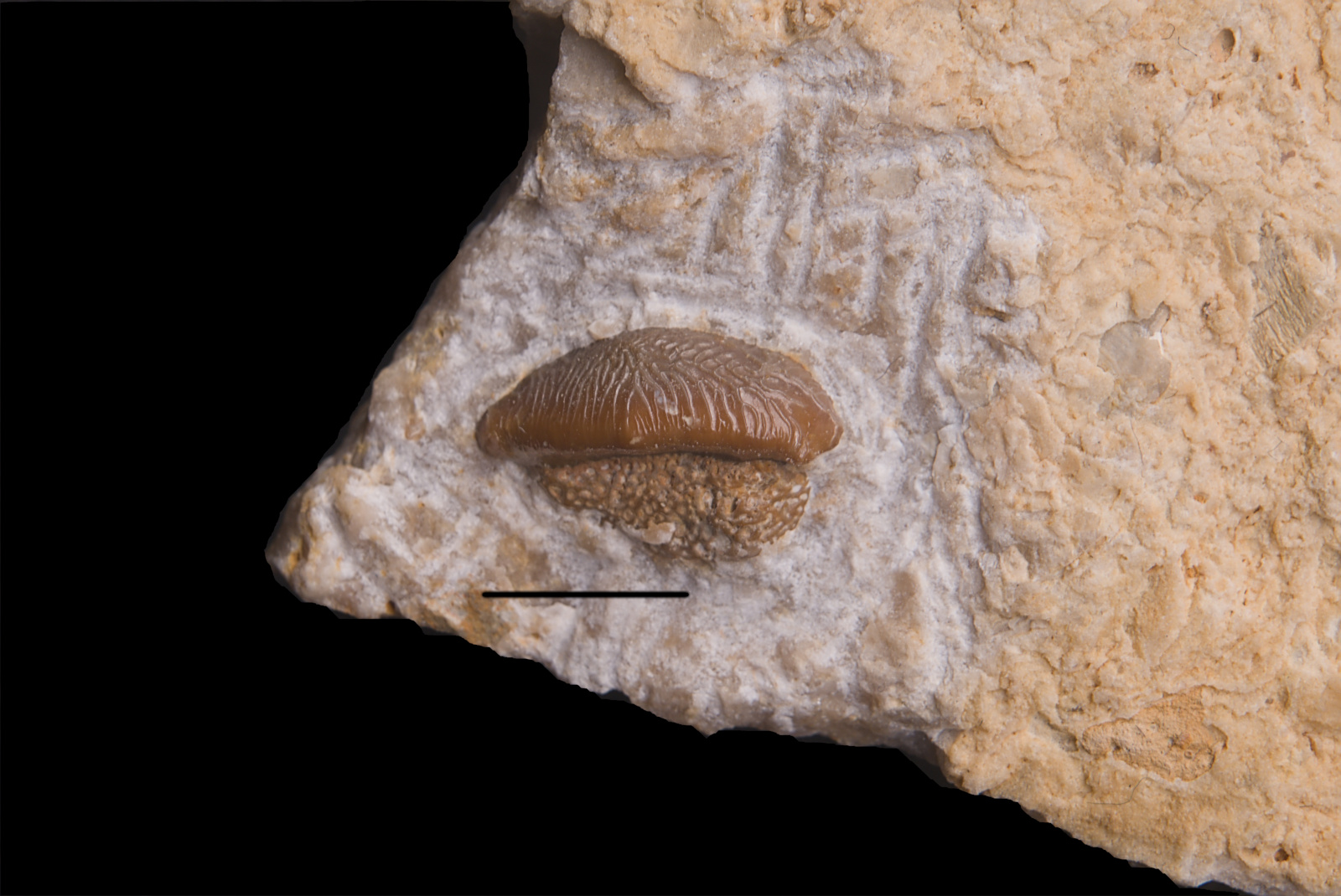 Acrodus cf. lateralis, tooth, 11/UMK