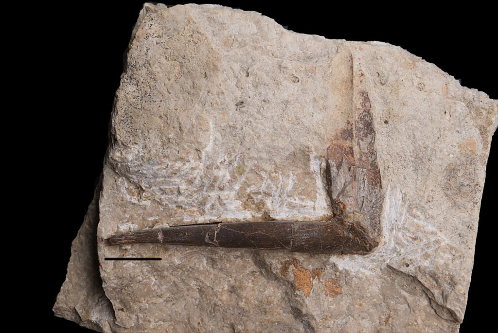 Reptilia indet., medial gastralium. Upper Röt and Lower Gogolin Beds, Triassic. Photo B. Rodek