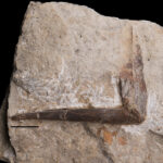 Reptilia indet., medial gastralium. Anisian, Middle Triassic. Upper Silesia, Poland.