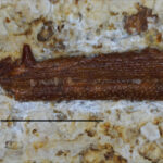 Saurichthys sp. jaw bone. Photo B. Rodek
