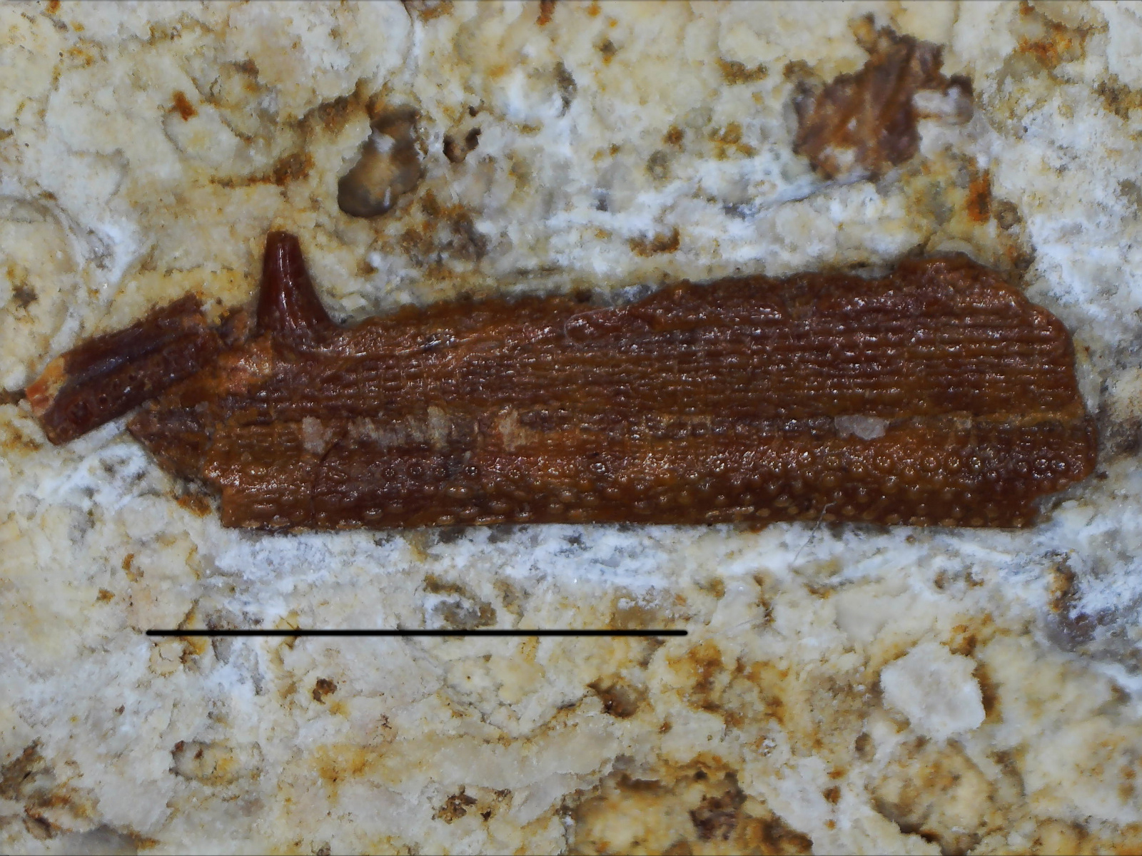 Saurichthys sp., jaw bone fragment, 50/LMK